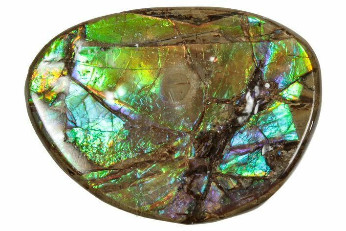 Flashy Ammolite (Fossil Ammonite Shell) - Rainbow Colored #357639